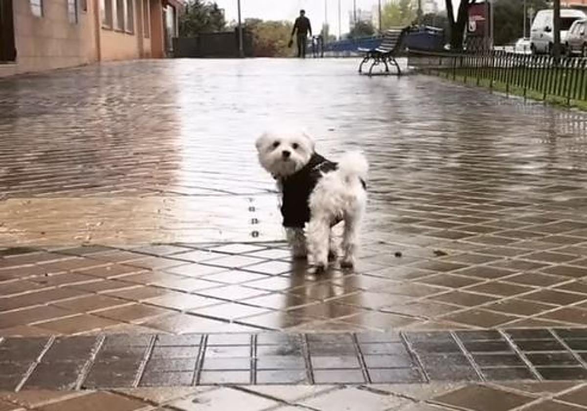 Nerea Garmendia face à sa semaine la plus difficile après la perte de son chien Coko