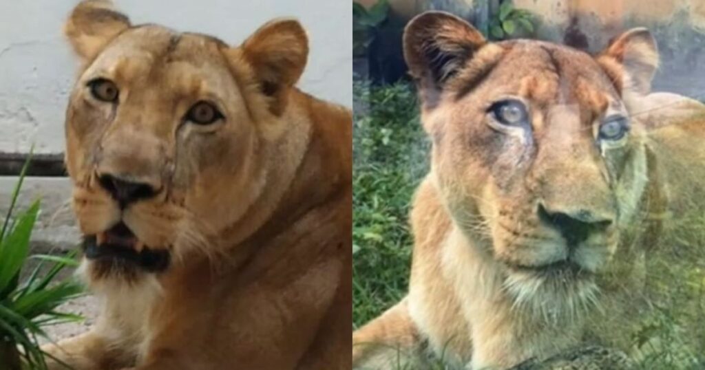 Comportement naturel : la biologiste explique l’attaque de la lionne sur un jeune en PB