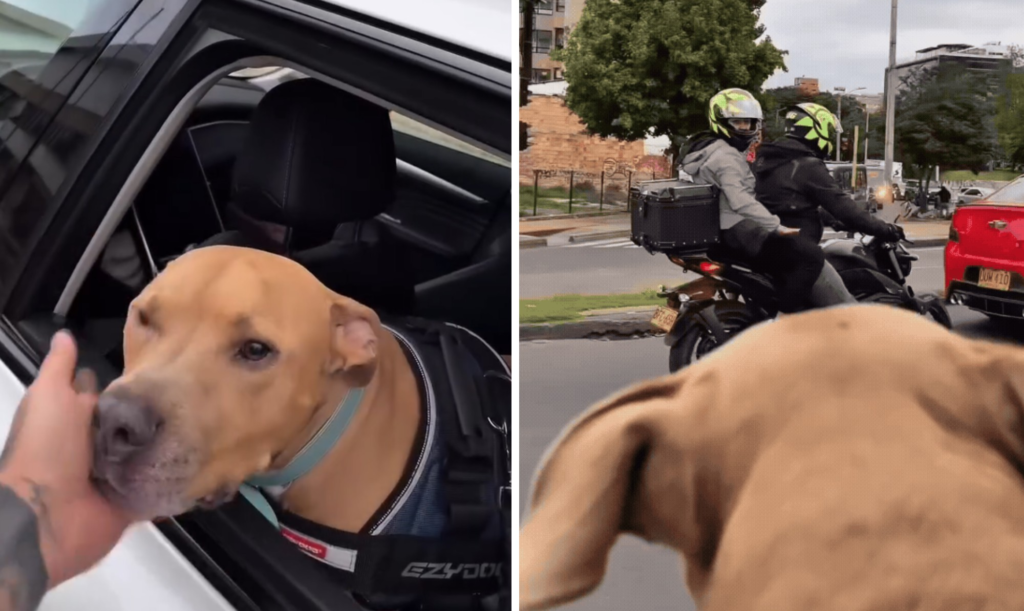Un chiot triomphe du cancer et son incroyable vidéo de célébration fait le buzz sur les réseaux sociaux !