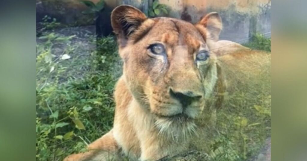 Une vétérinaire défend la lionne qui a tué un jeune en Paraíba : ce n'est pas une méchante !