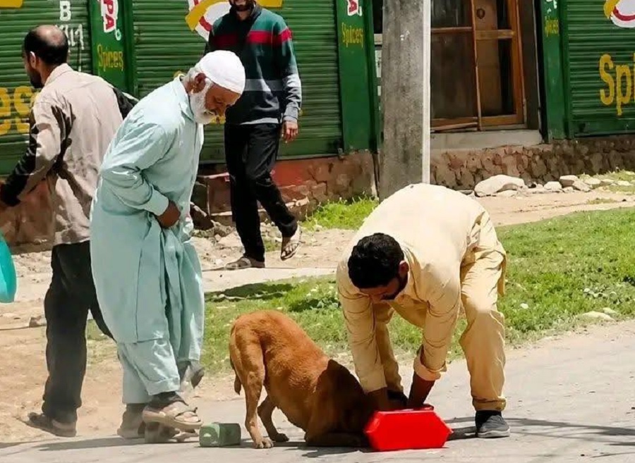 Mort de chiens errants à Budgam : Une polémique qui enflamme les réseaux sociaux !