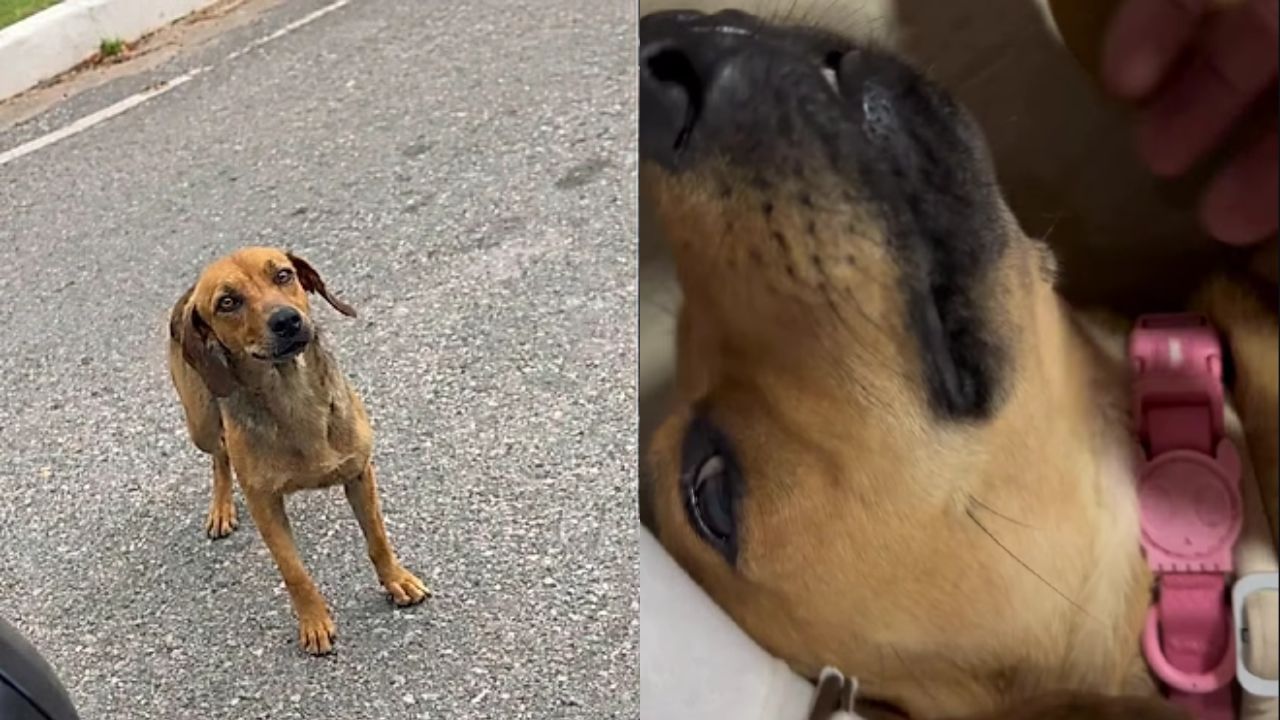 Une Chienne Errante Suit une Voiture par Espoir et Transforme sa Vie Grâce à une Décision Surprenante
