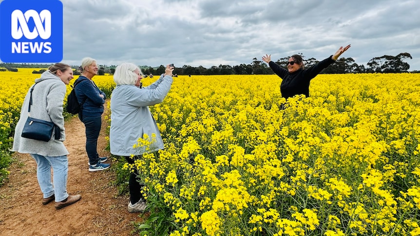 Champ de colza éclatant près de Heathcote attire des milliers de visiteurs pour des photos Instagram mémorables